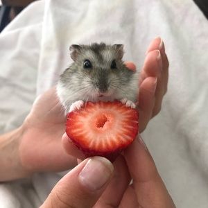 Meet your Posher, Joshua